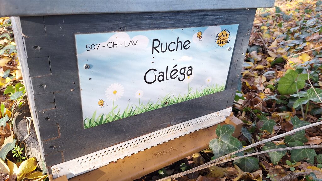La ruche Galéga