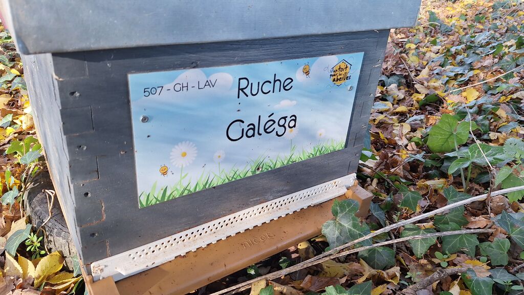 La ruche Galéga