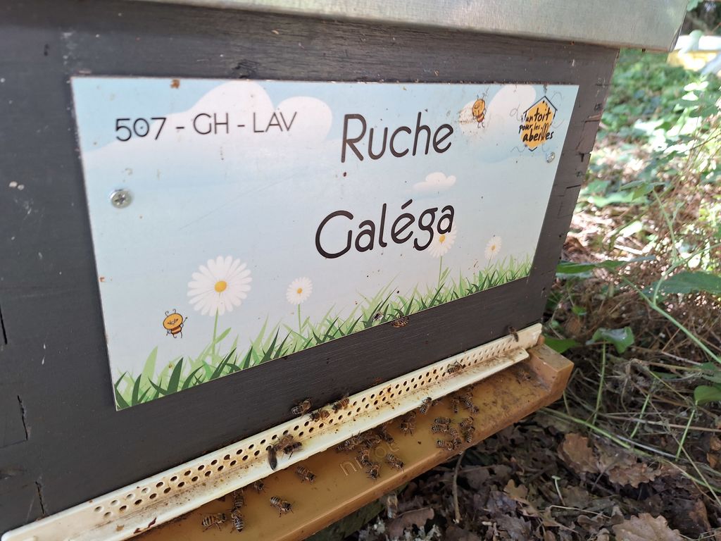 La ruche Galéga