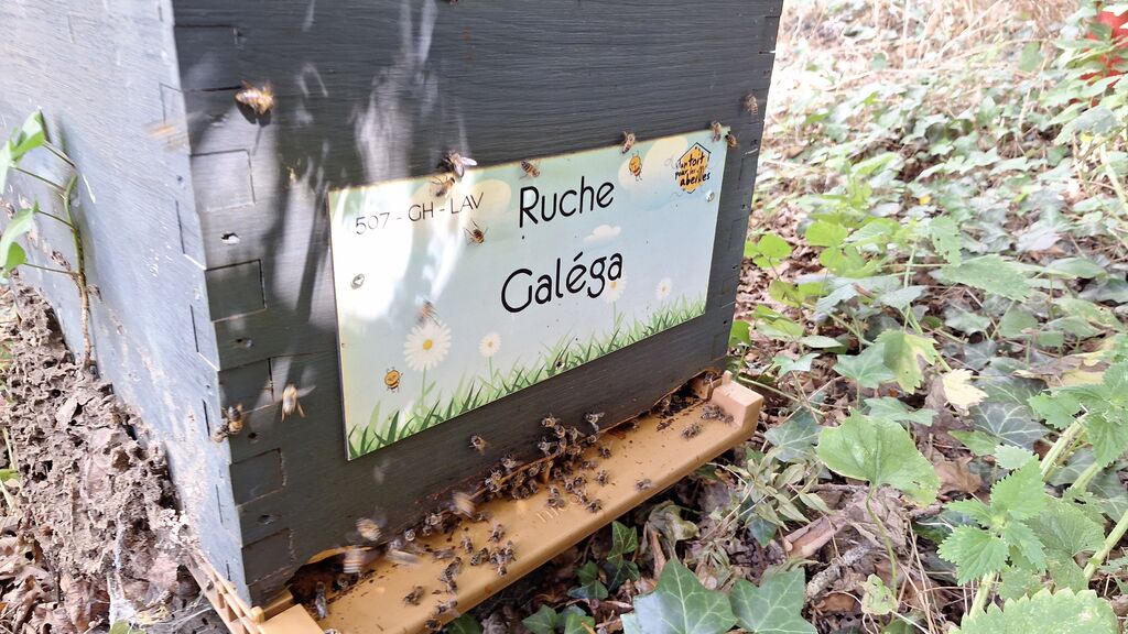 La ruche Galéga
