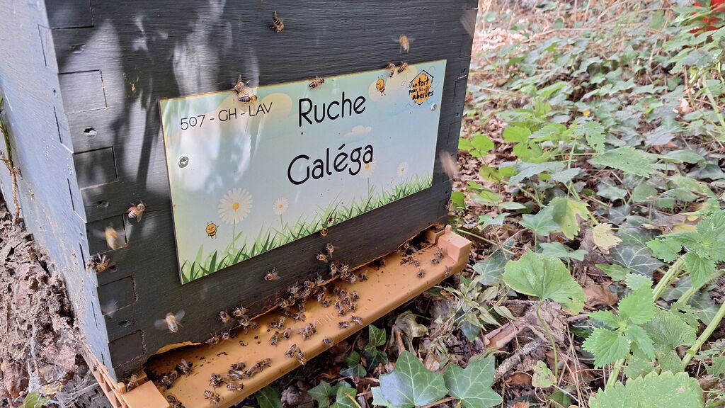 La ruche Galéga