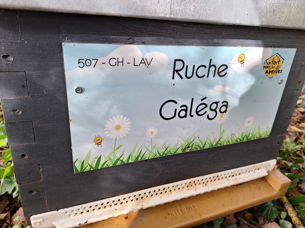 La ruche Galéga