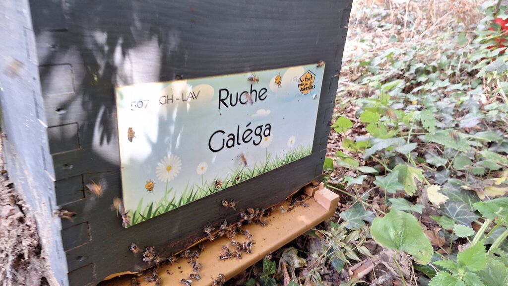 La ruche Galéga