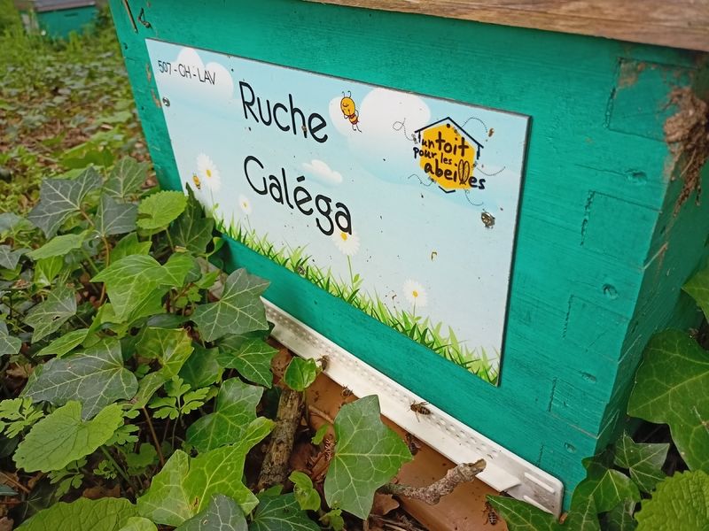La ruche Galéga