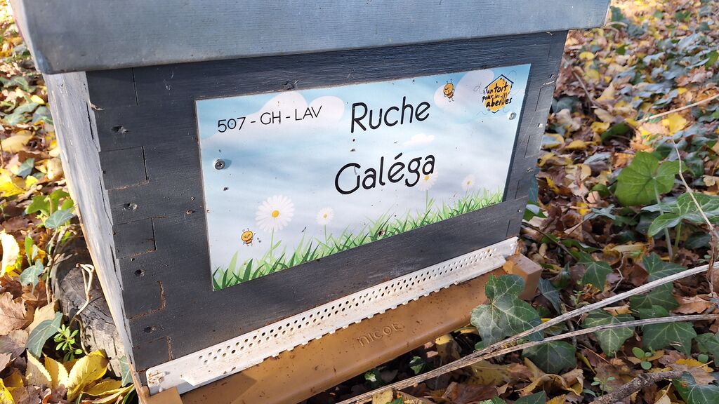 La ruche Galéga