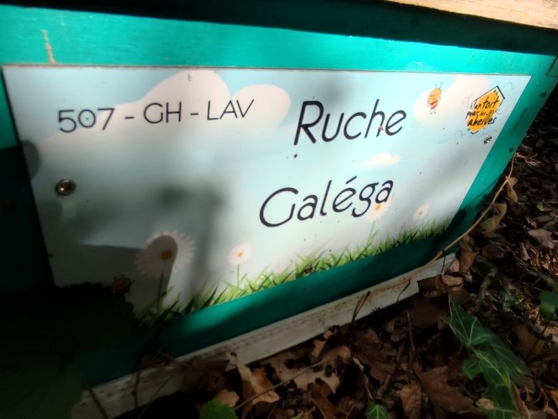 La ruche Galéga