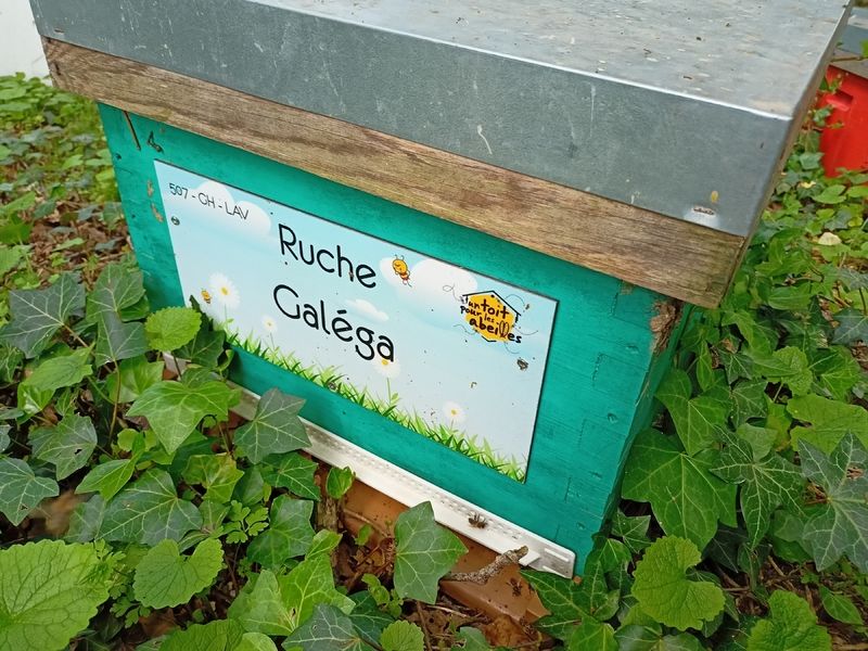 La ruche Galéga
