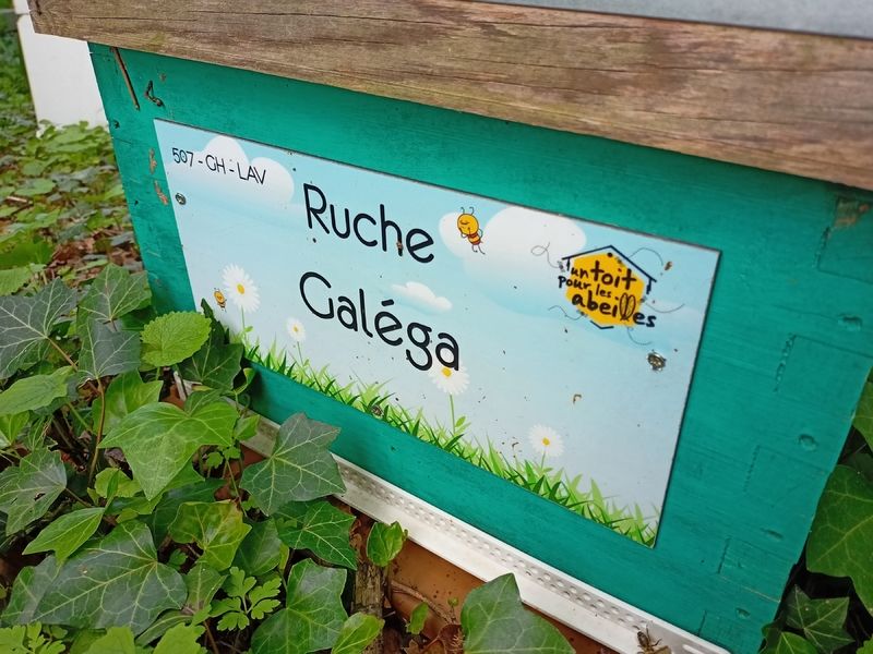 La ruche Galéga