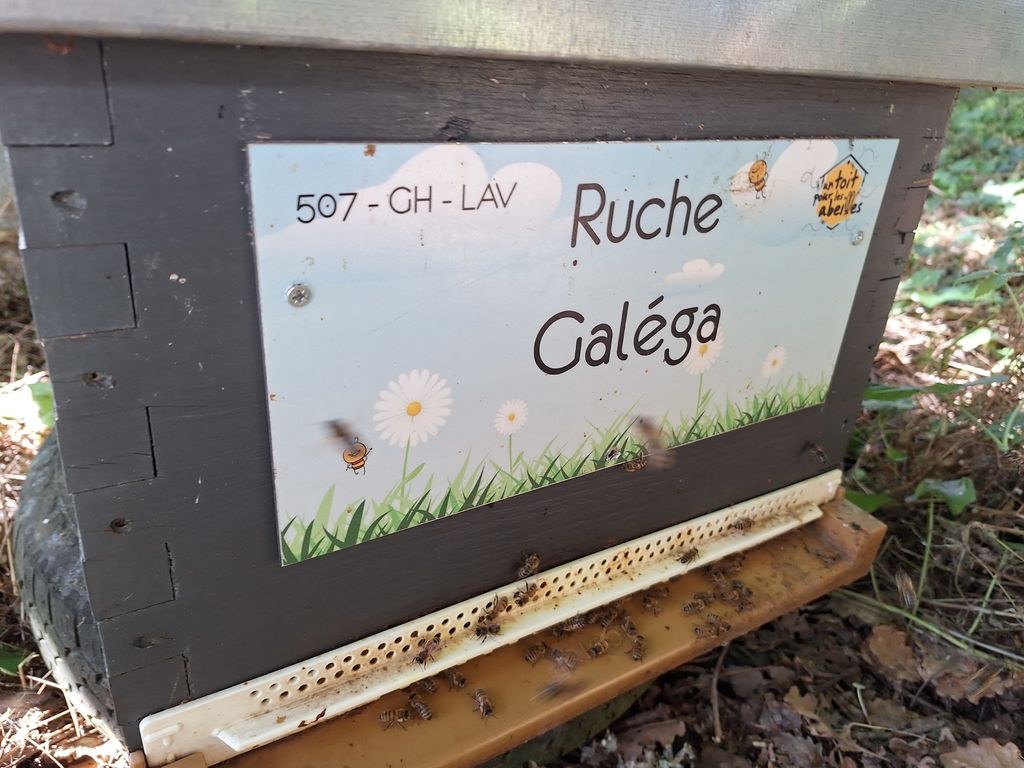 La ruche Galéga