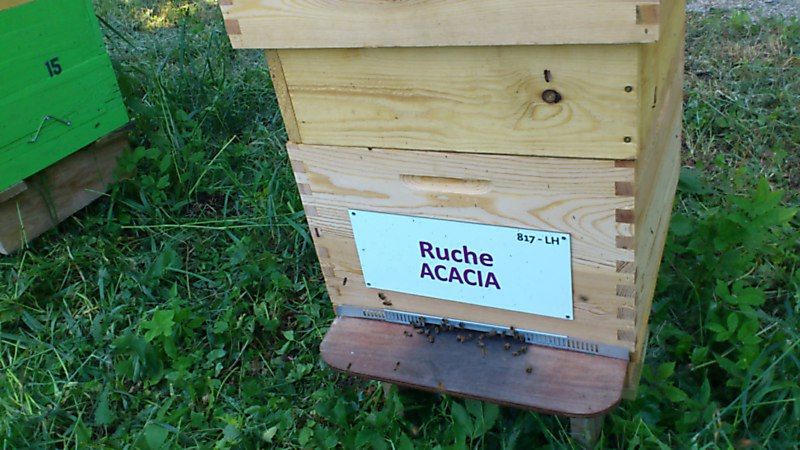 La ruche Acacia