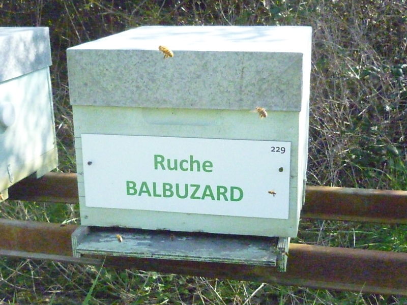 La ruche Balbuzard