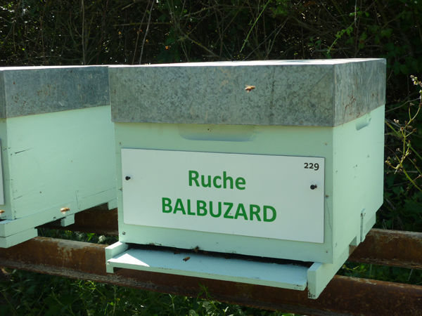La ruche Balbuzard