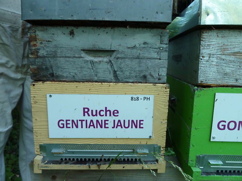 La ruche