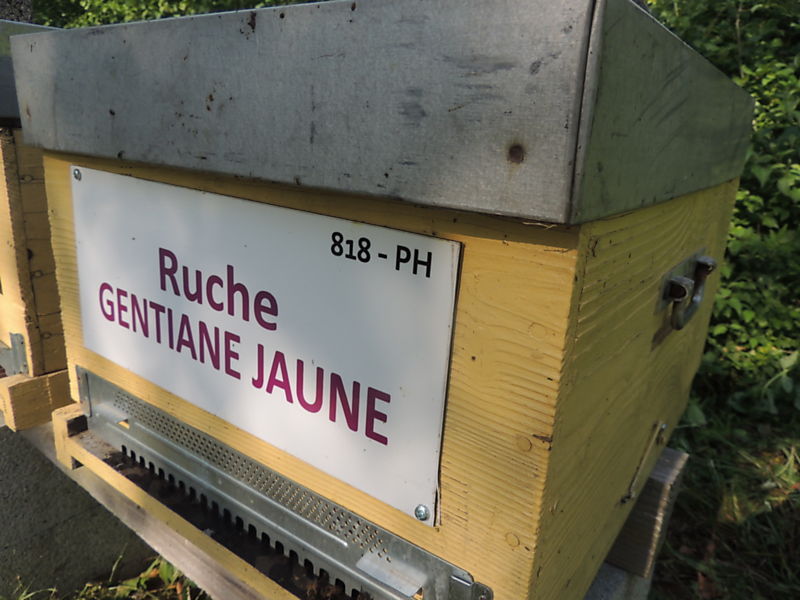 La ruche Gentiane jaune