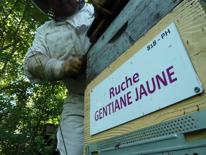 La ruche Gentiane jaune