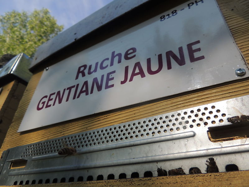 La ruche Gentiane jaune