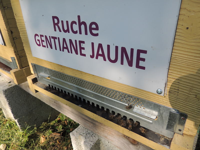 La ruche Gentiane jaune