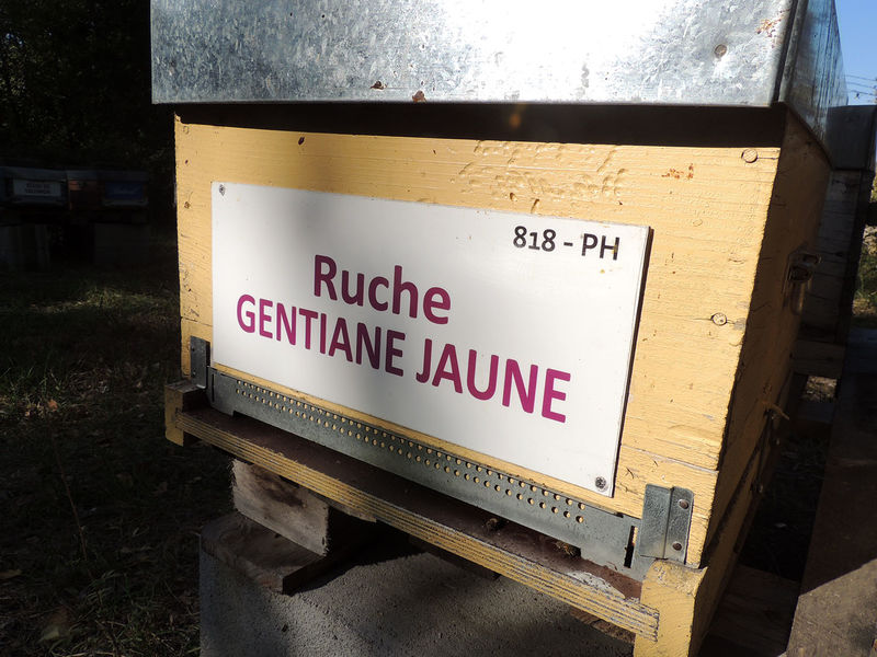 La ruche Gentiane jaune