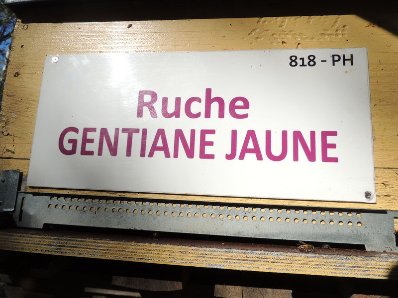 La ruche Gentiane jaune