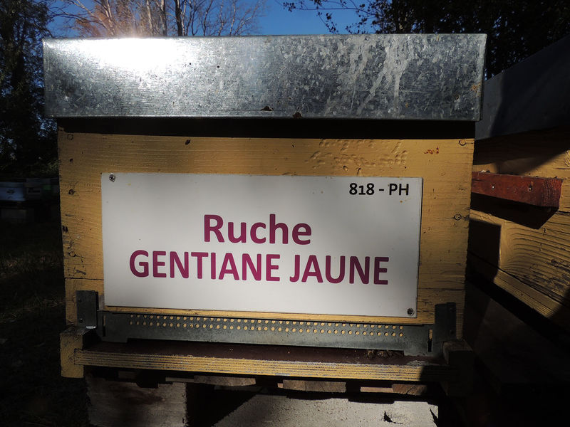 La ruche Gentiane jaune