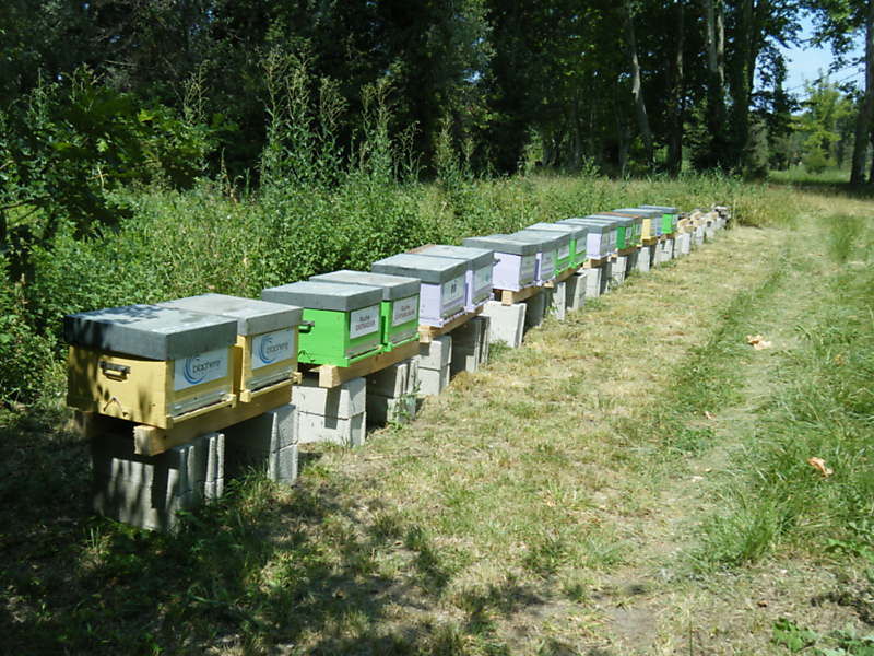 La ruche Gentiane jaune