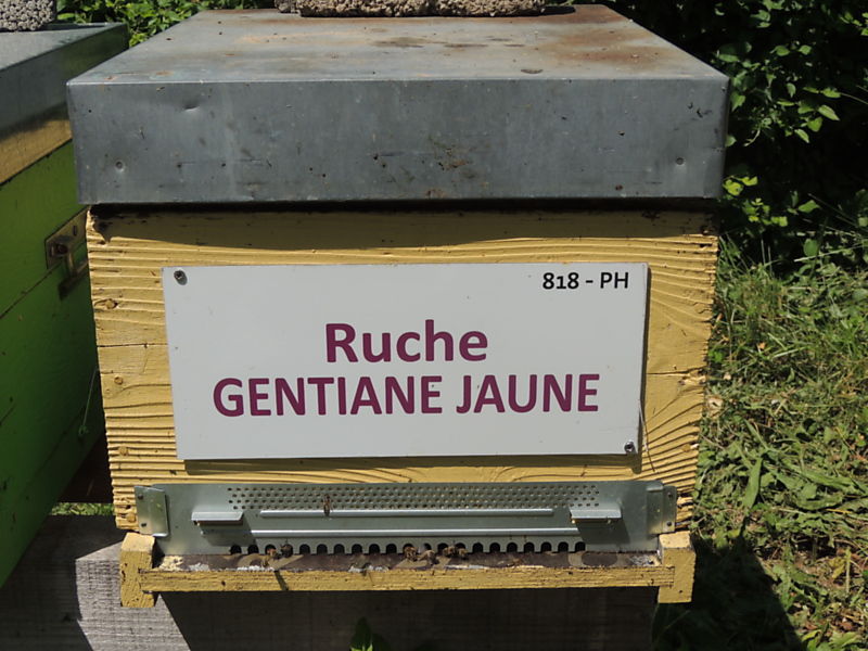 La ruche Gentiane jaune