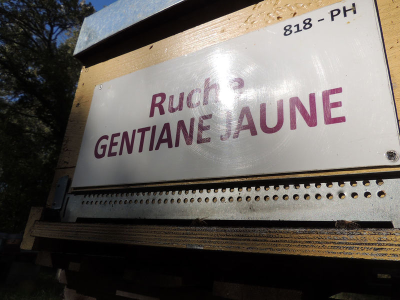 La ruche Gentiane jaune