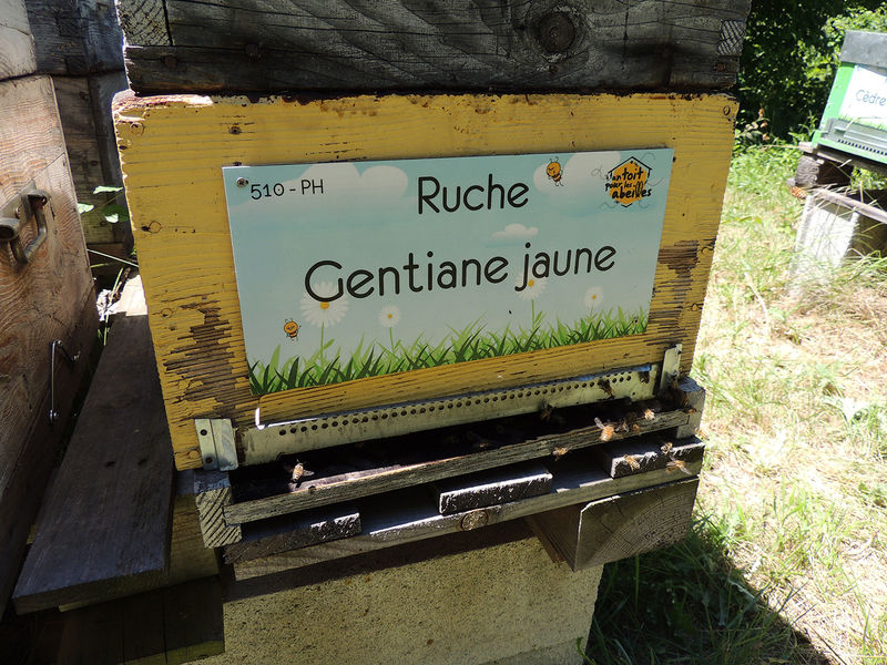 La ruche Gentiane jaune