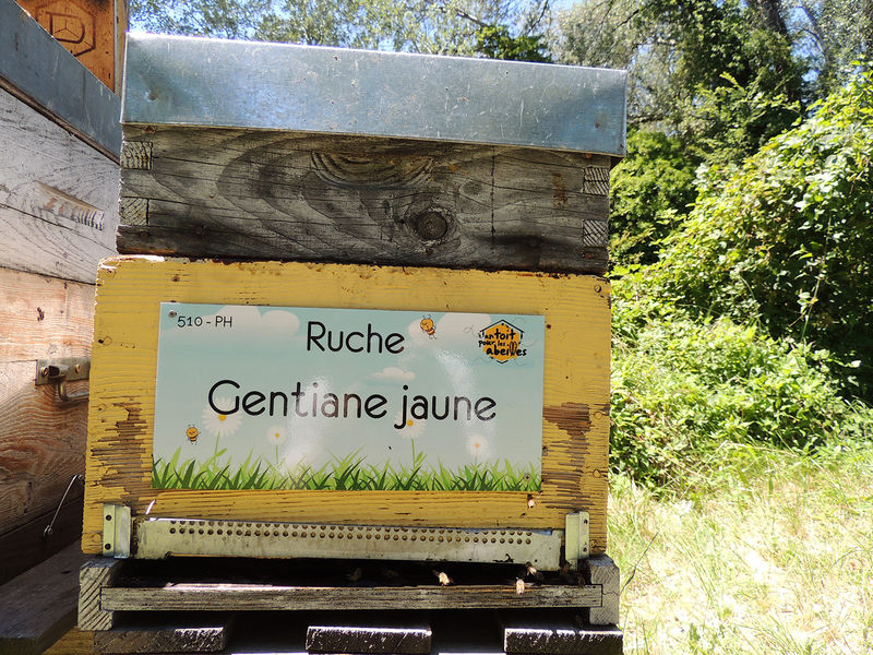 La ruche Gentiane jaune