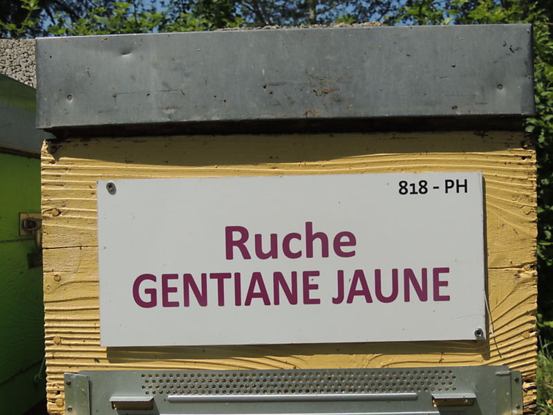 La ruche Gentiane jaune