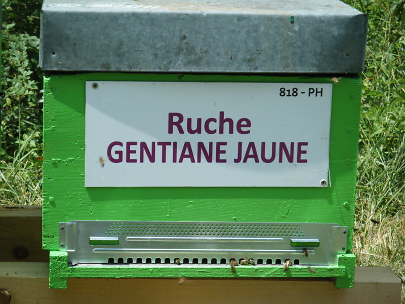 La ruche Gentiane jaune