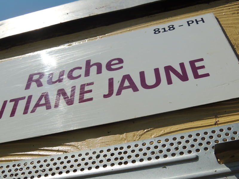 La ruche Gentiane jaune