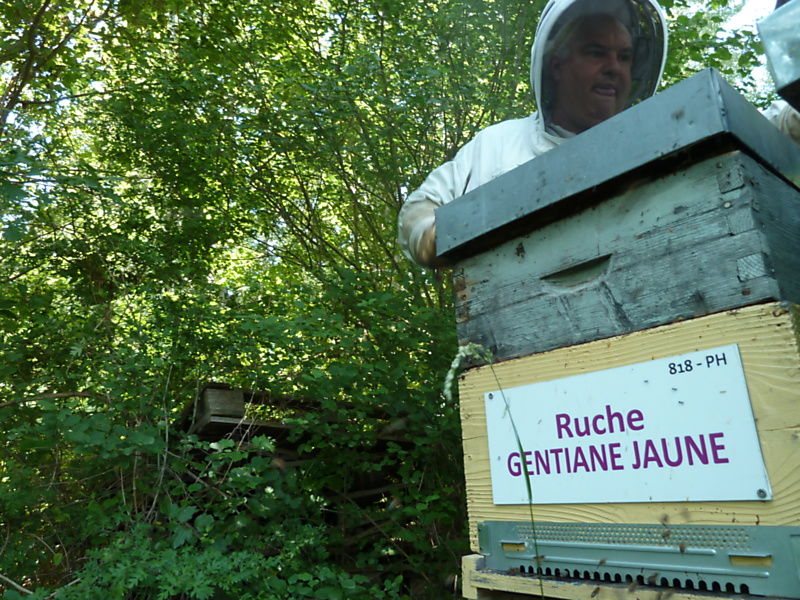 La ruche Gentiane jaune