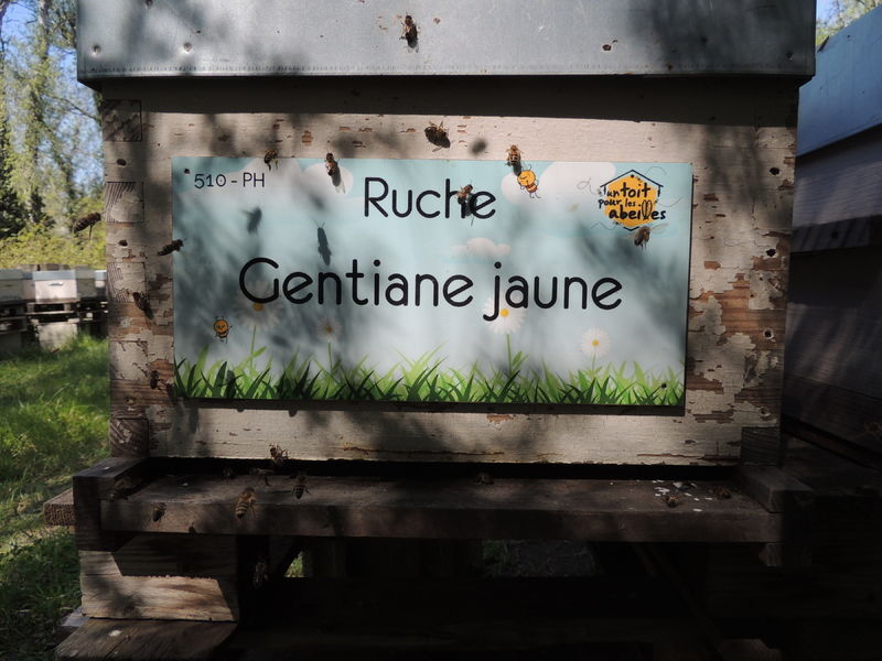 La ruche Gentiane jaune
