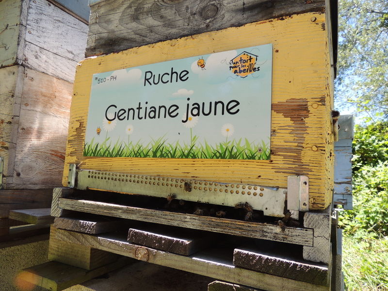 La ruche Gentiane jaune