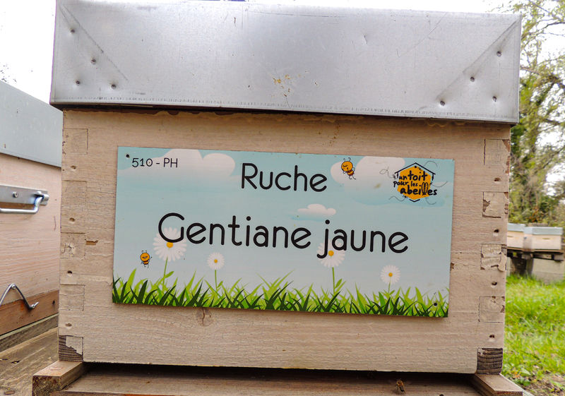 La ruche Gentiane jaune
