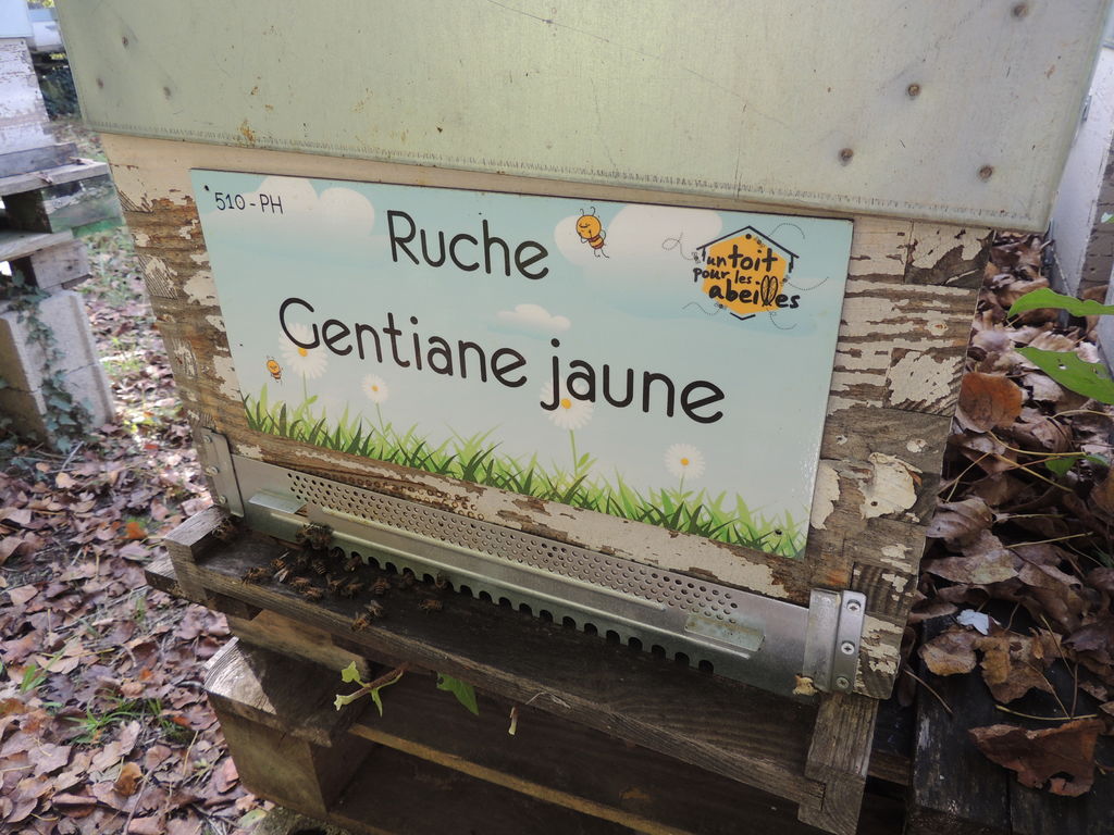 La ruche Gentiane jaune