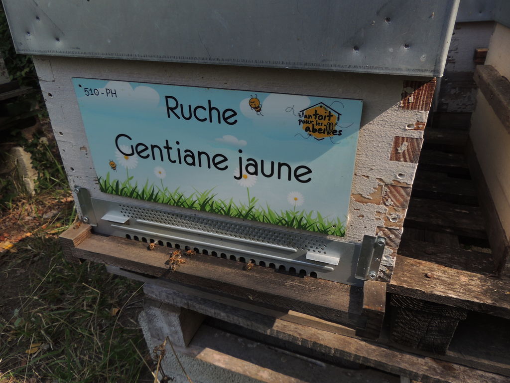 La ruche Gentiane jaune