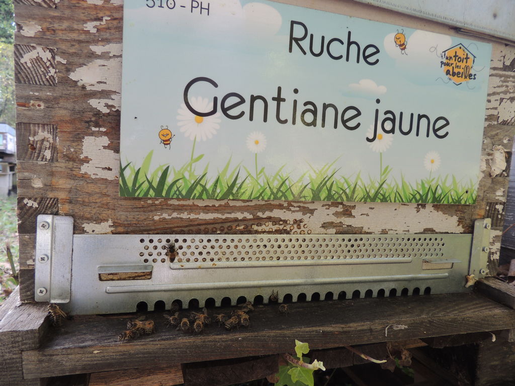 La ruche Gentiane jaune