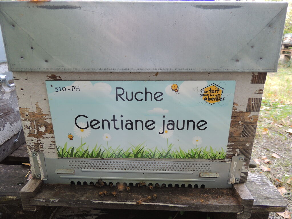 La ruche Gentiane jaune