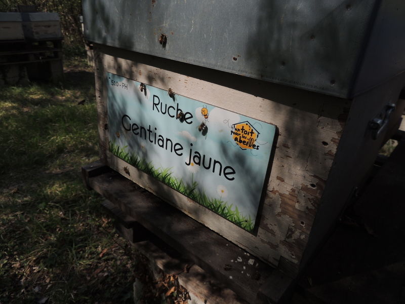 La ruche Gentiane jaune
