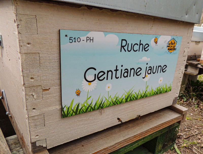 La ruche Gentiane jaune
