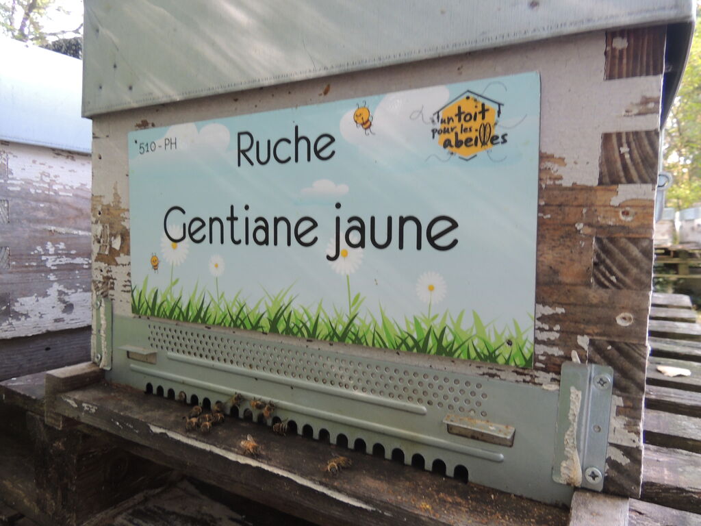 La ruche Gentiane jaune