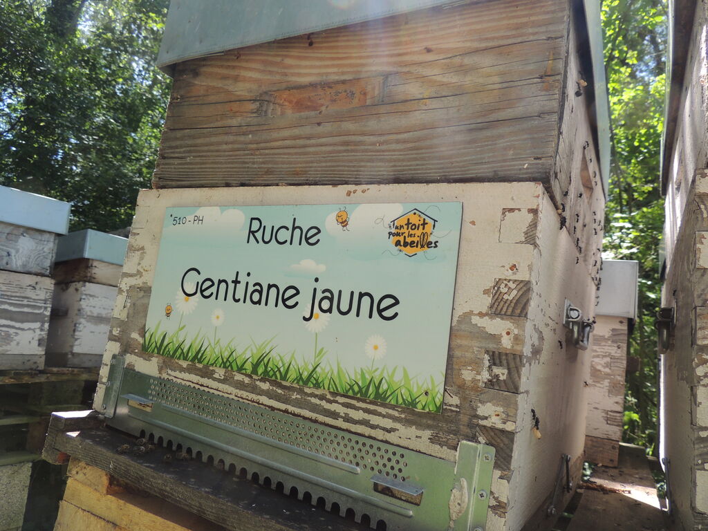 La ruche Gentiane jaune
