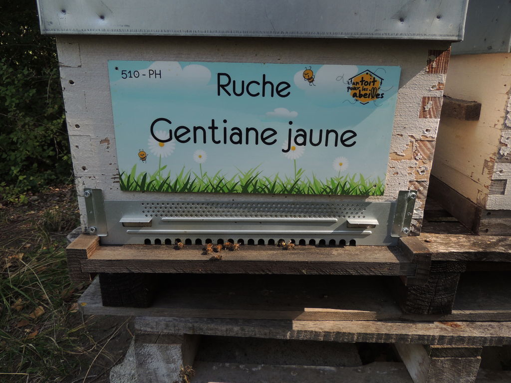 La ruche Gentiane jaune