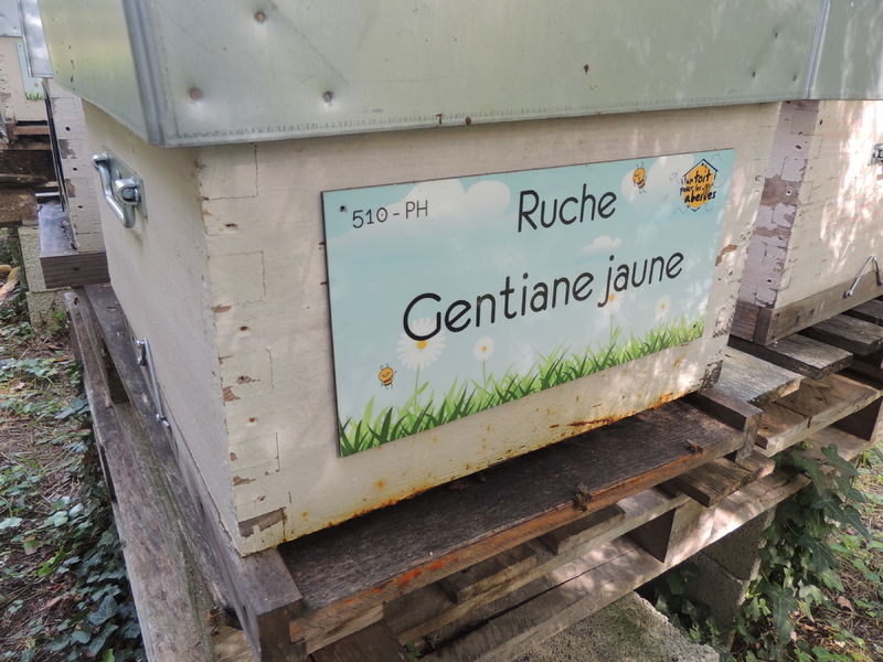 La ruche Gentiane jaune