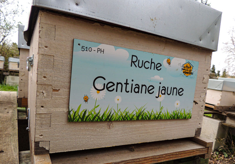 La ruche Gentiane jaune