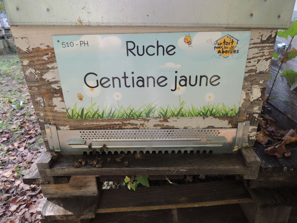 La ruche Gentiane jaune