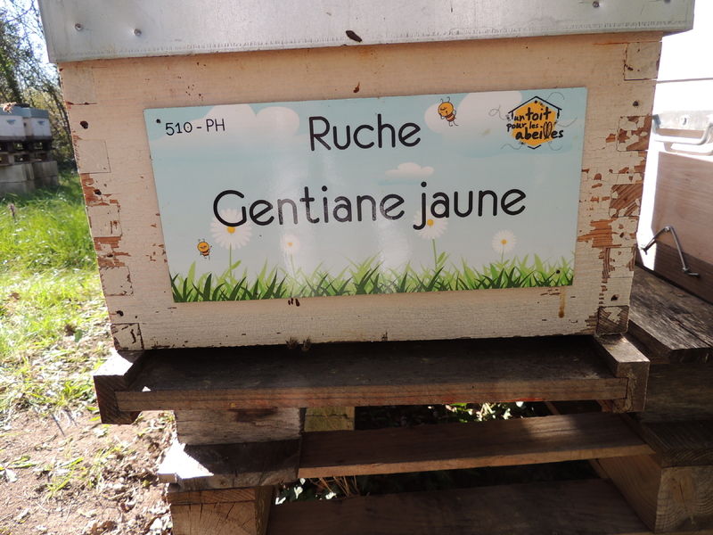 La ruche Gentiane jaune