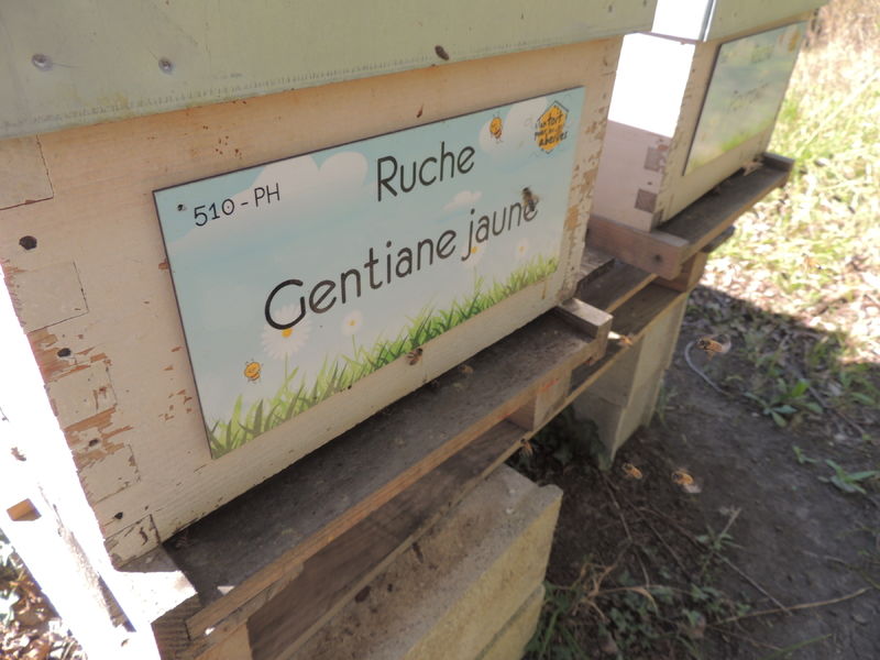 La ruche Gentiane jaune